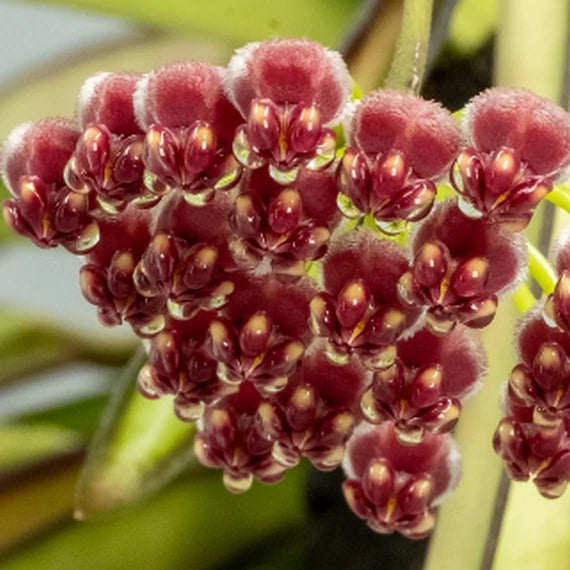 Hoya Wayetii Tricolor 