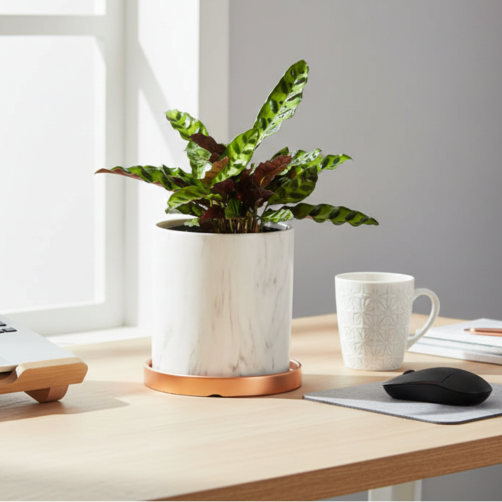 Calathea Rattlesnake Prayer Plant