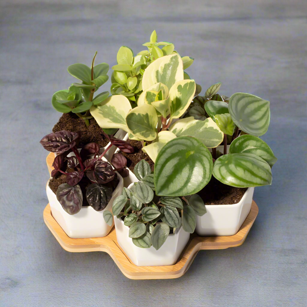 Grower&#39;s Choice Honeycomb 8 Piece Planter Set