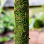 Moss Pole Green