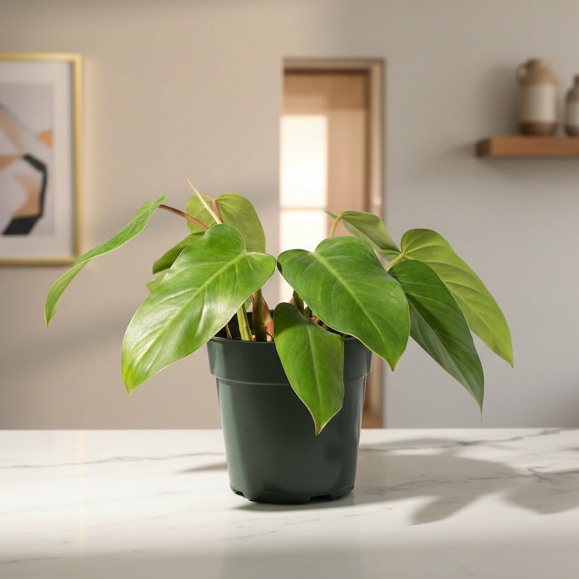 Philodendron 'Painted Lady'