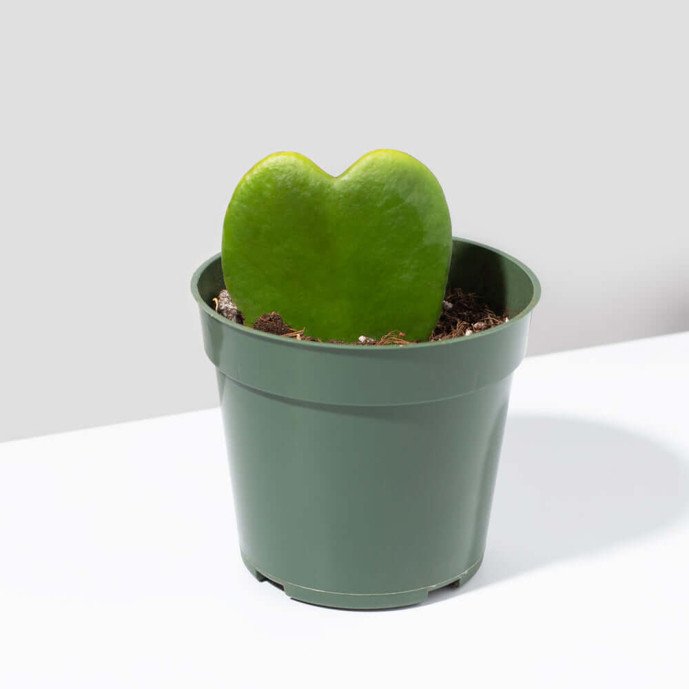 Hoya Kerrii &#39;Hearts&#39; Sweetheart Valentine Plant