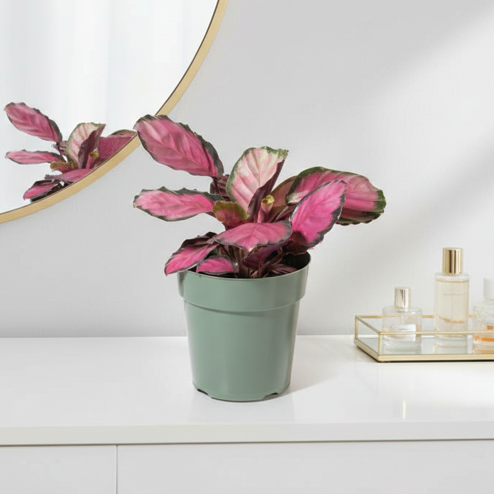 Calathea Rosy Pink Prayer Plant