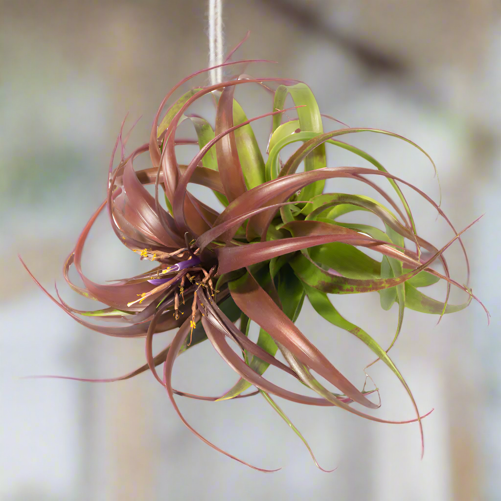 Air Plant &#39;Maroon&#39; Tillandsia Brachycaulos Burgundy