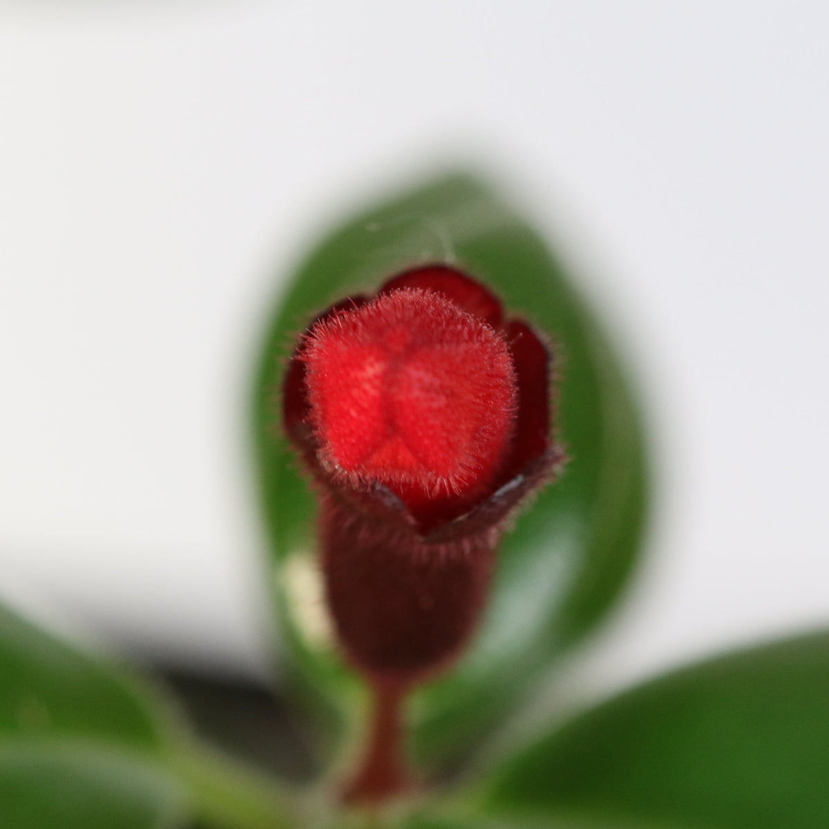 Hoya Lipstick Plant Flowering