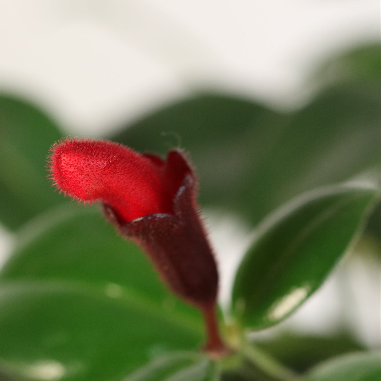 Hoya Lipstick Plant Flowering