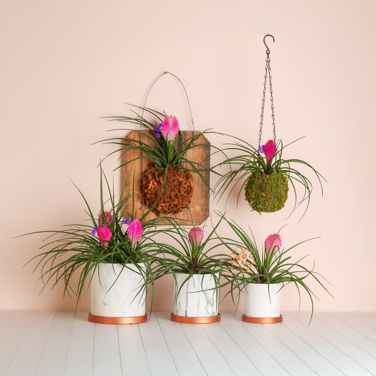 Group Photo Of Pink Quill