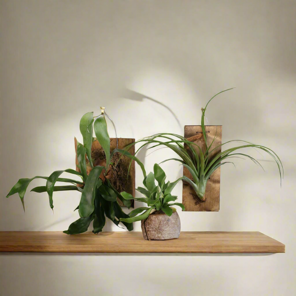 Staghorn Fern