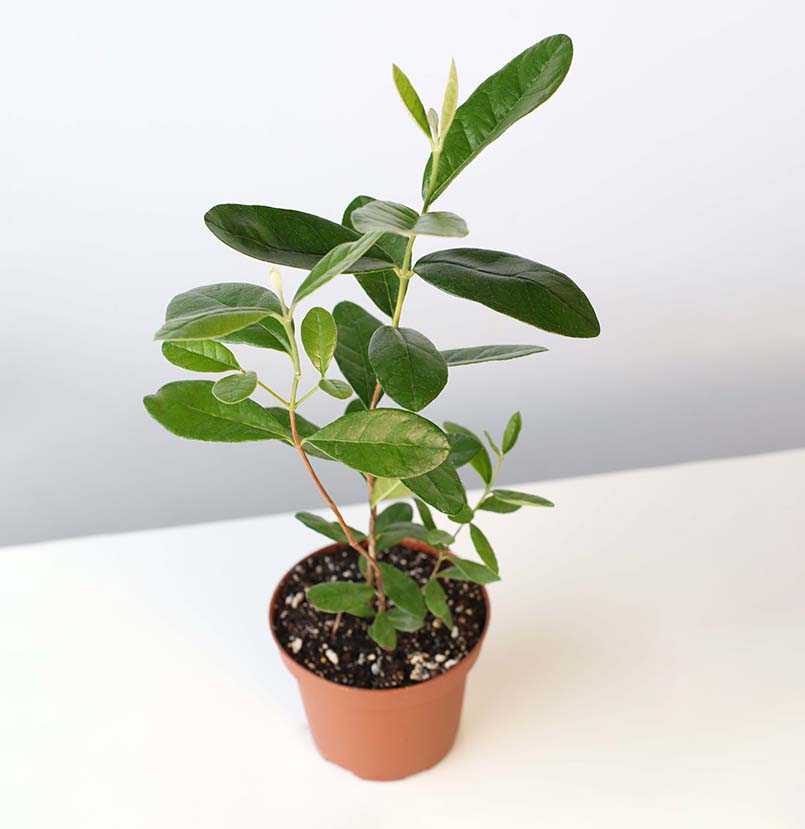 Pineapple Guava Plant