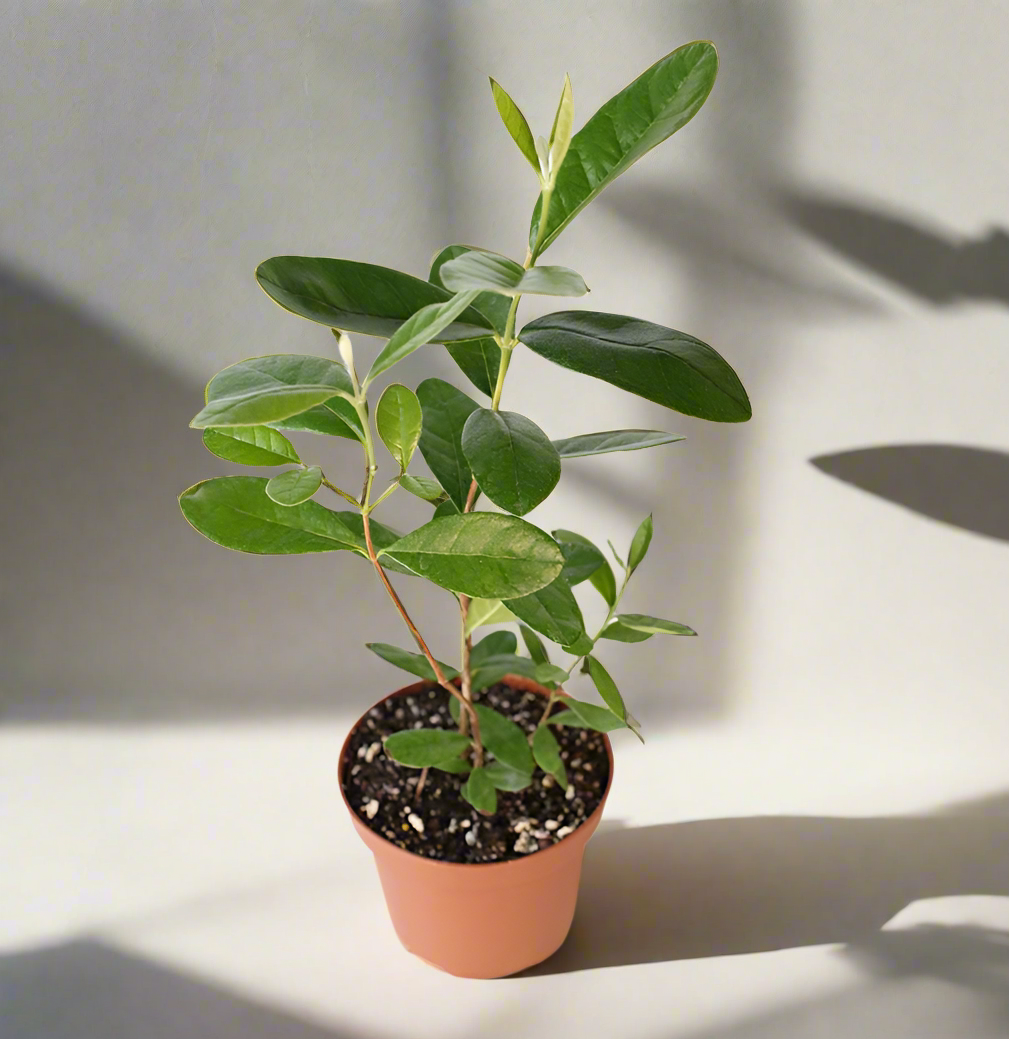 Pineapple Guava Plant -Nursery 6&quot;