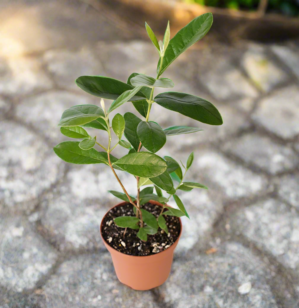 Pineapple Guava Plant