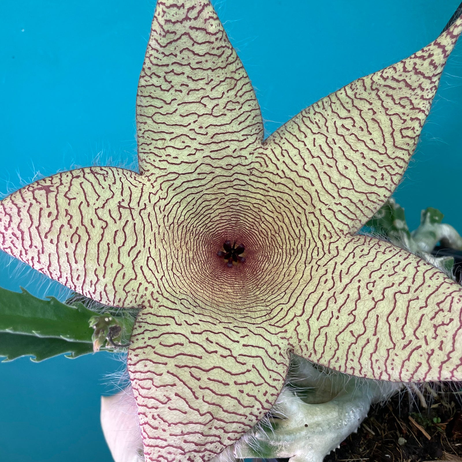 Stapelia Gigantea Zulu Giant Stafish Succulent