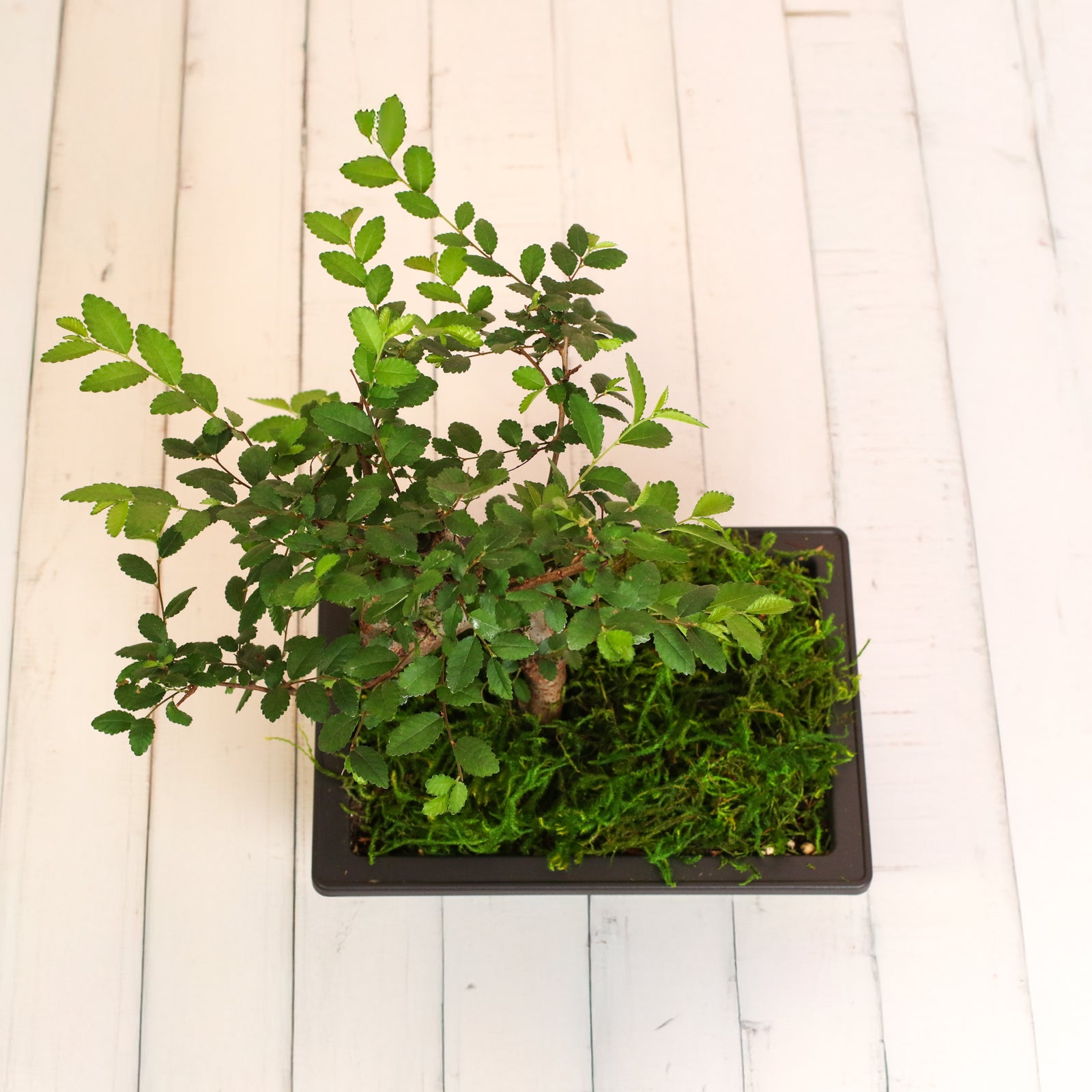 Japanese Zelkova Bonsai Tree