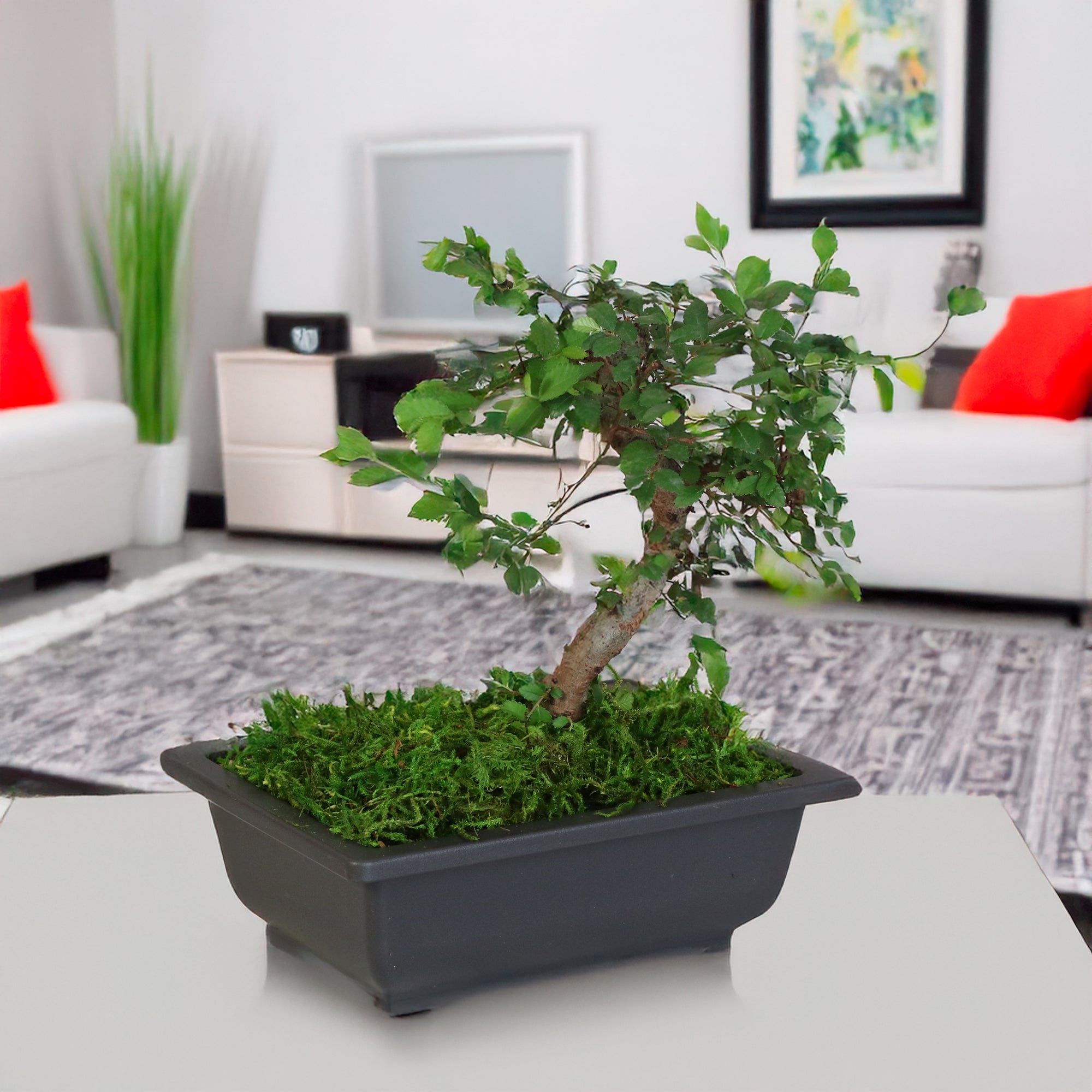 Lucky Jade Bonsai Tree - Verdant Lyfe
