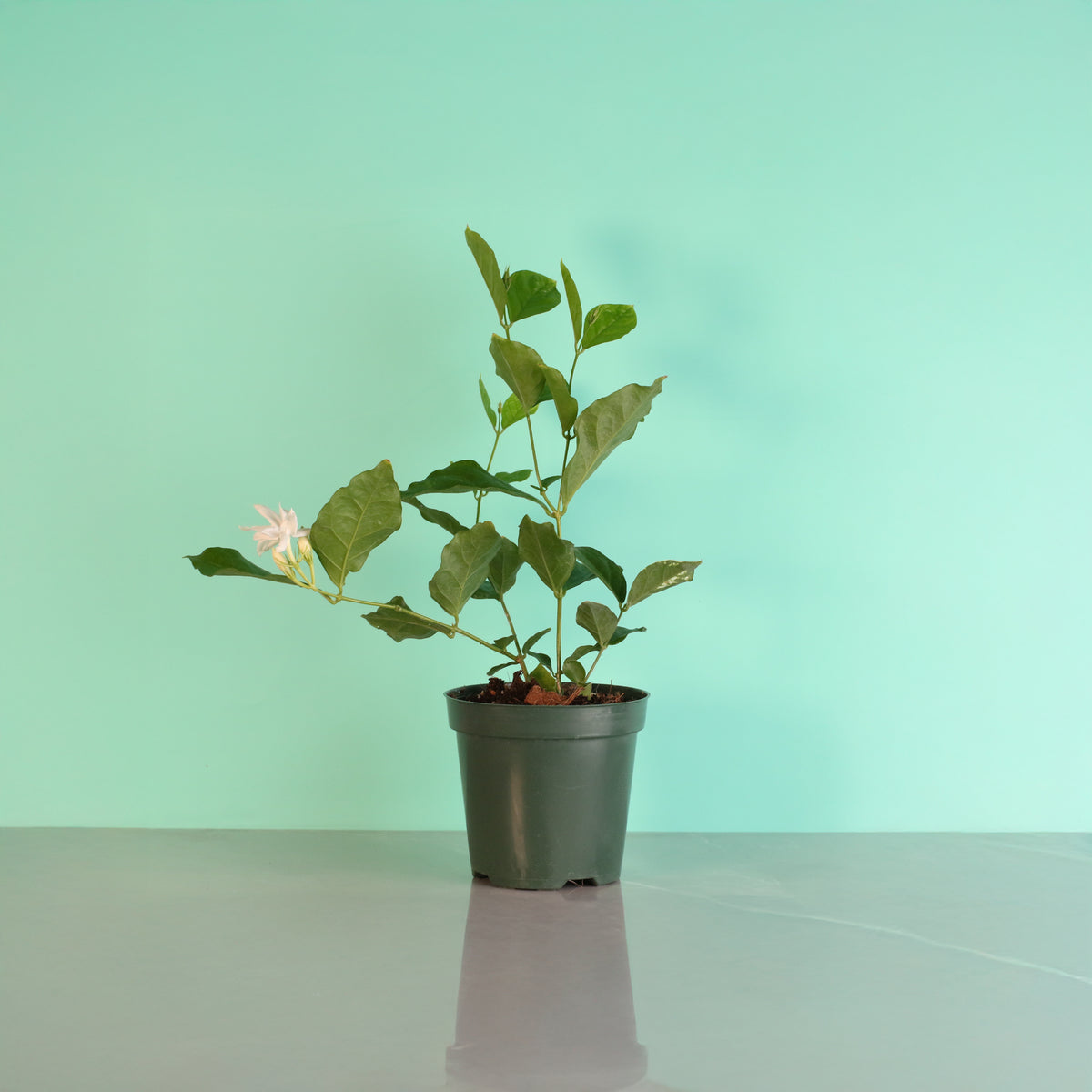 Jasmine &#39;Belle of India&#39; Jasminum sambac