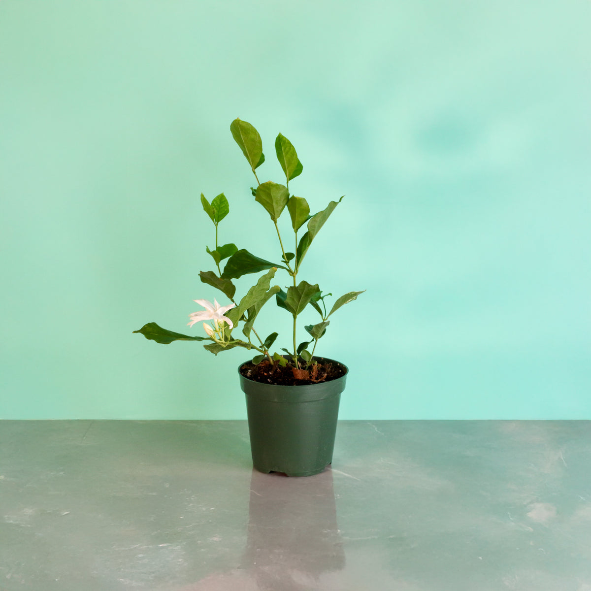 Jasmine &#39;Belle of India&#39; Jasminum sambac