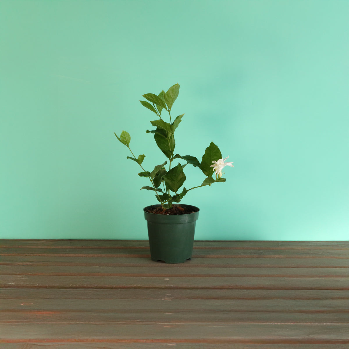 Jasmine &#39;Belle of India&#39; Jasminum sambac
