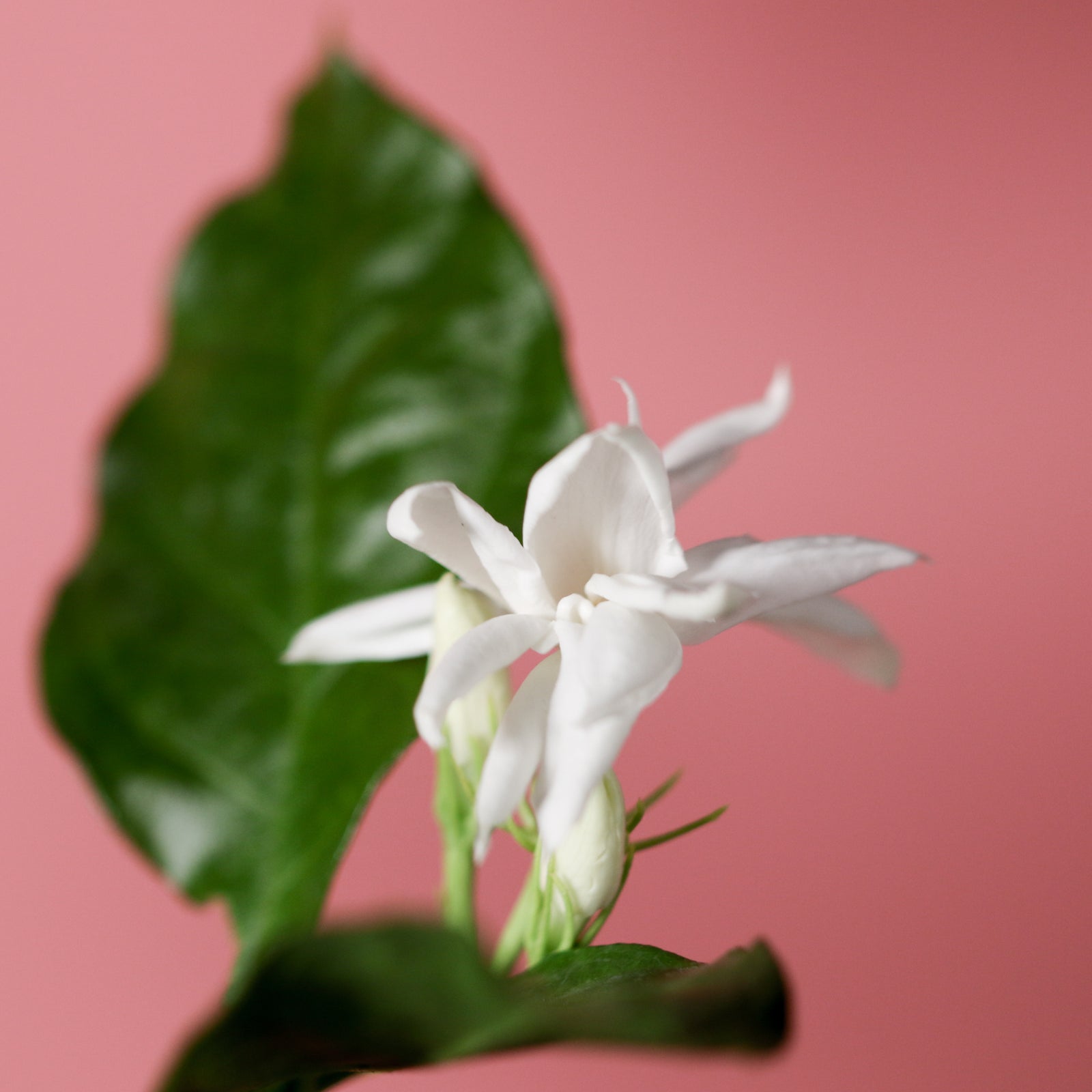 Jasmine 'Belle of India' Jasminum sambac