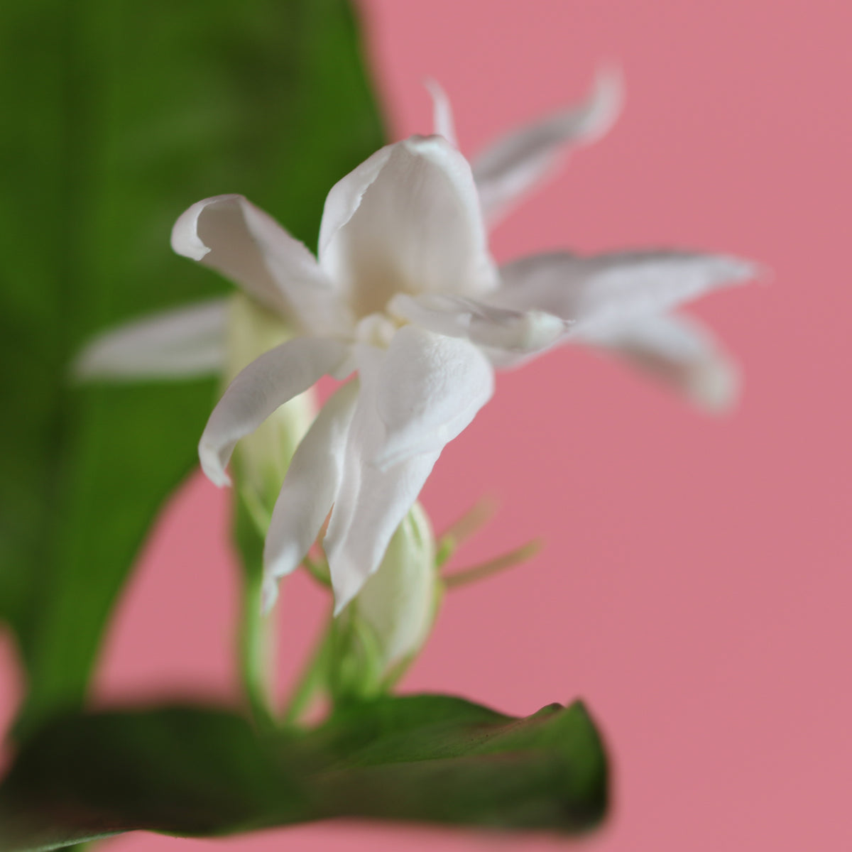Jasmine &#39;Belle of India&#39; Jasminum sambac