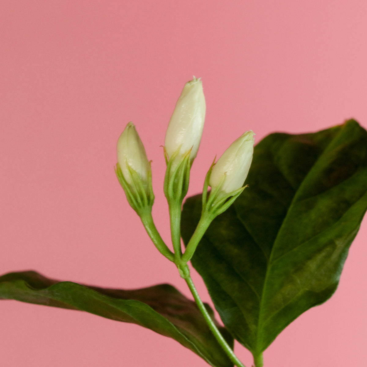 Jasmine &#39;Belle of India&#39; Jasminum sambac