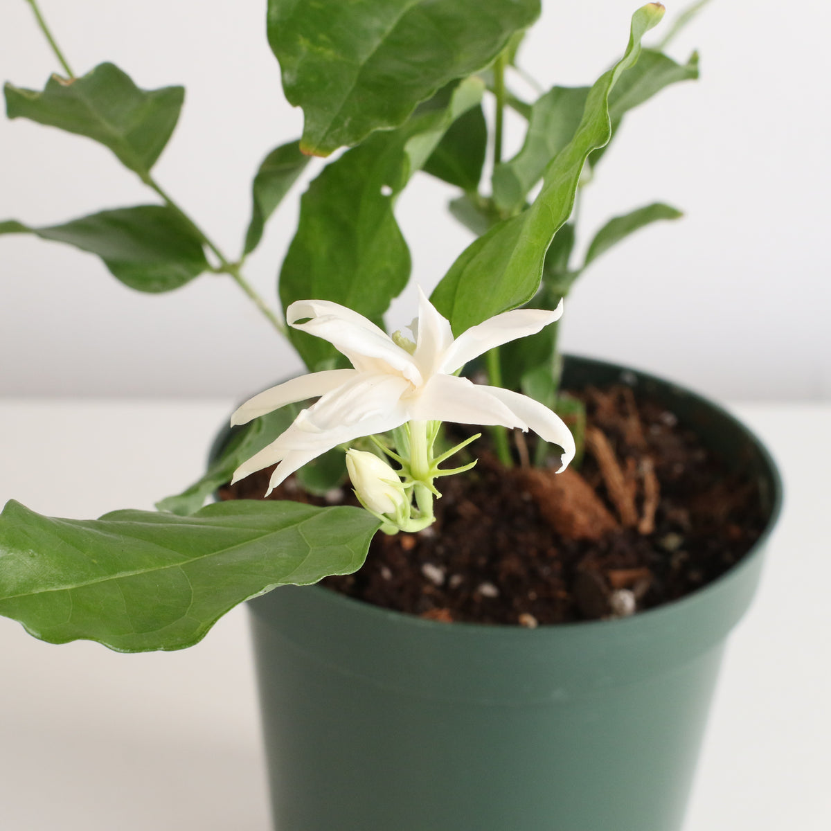 Jasmine &#39;Belle of India&#39; Jasminum sambac