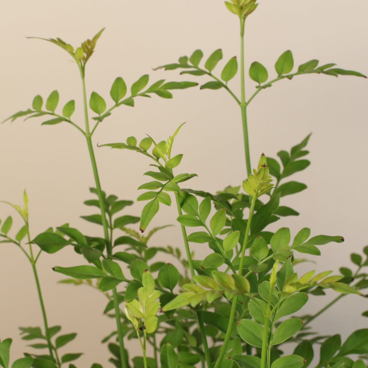 Poet’s Jasmine leaves