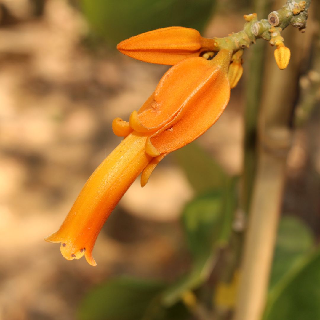 blooming Juanulloa Mexicana ‘Aurantiaca’ Gold Finger Plant