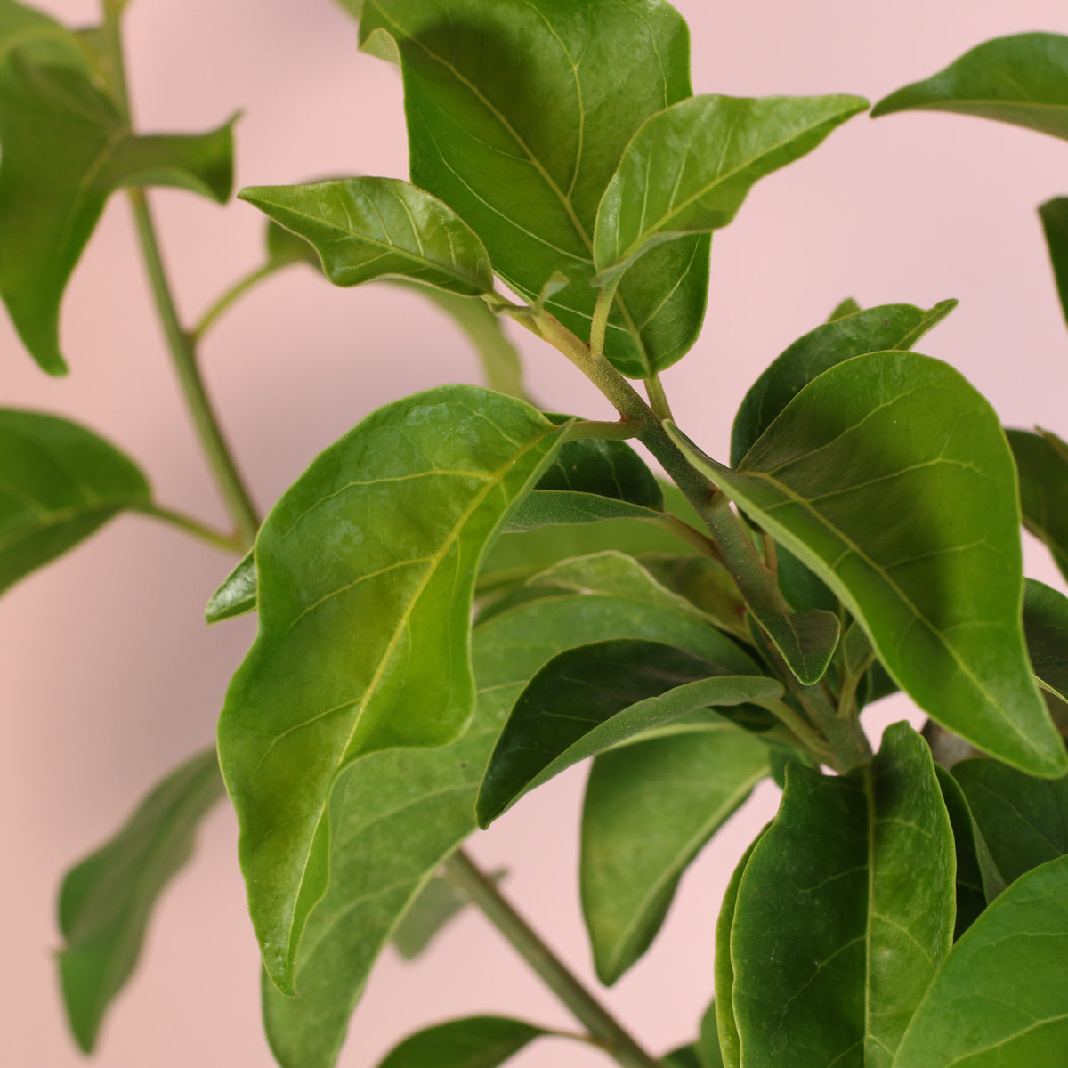 Close up of Juanulloa Mexicana ‘Aurantiaca’ Gold Finger Plant