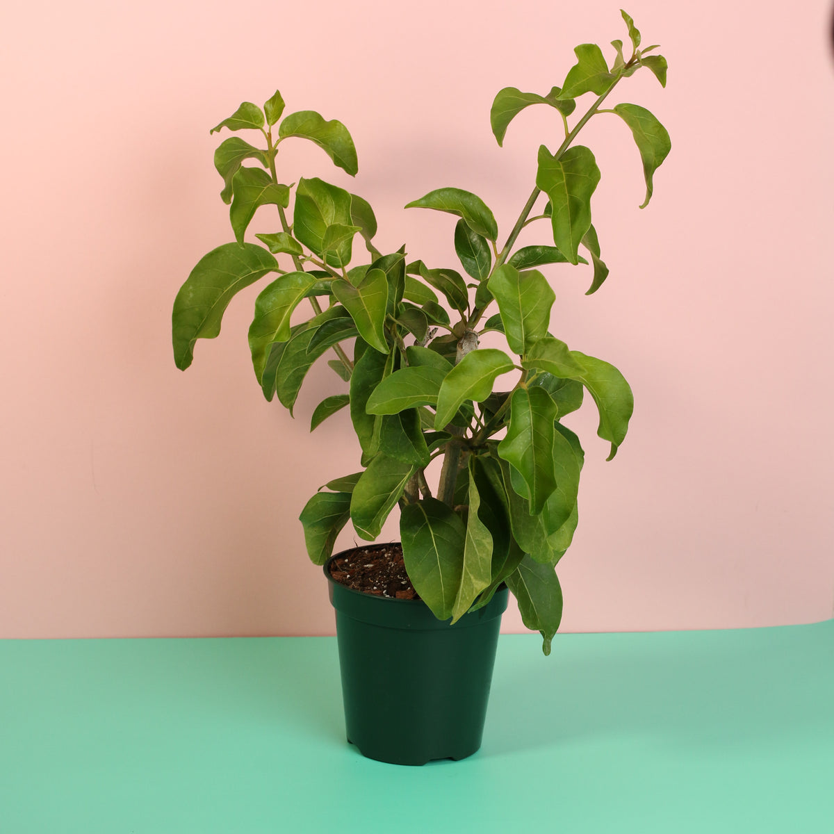 Juanulloa Mexicana ‘Aurantiaca’ Gold Finger Plant