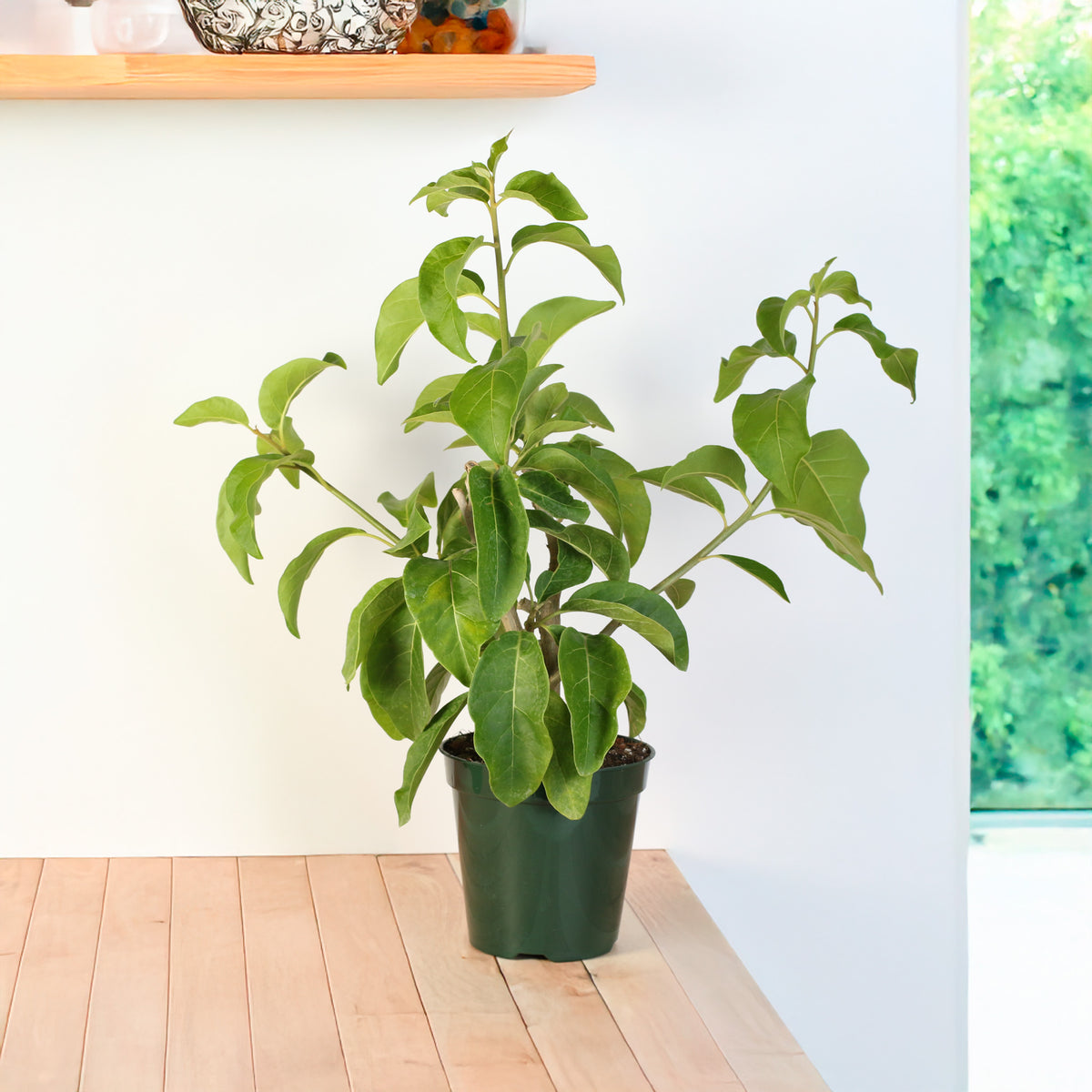 Gold Finger Plant next to a window