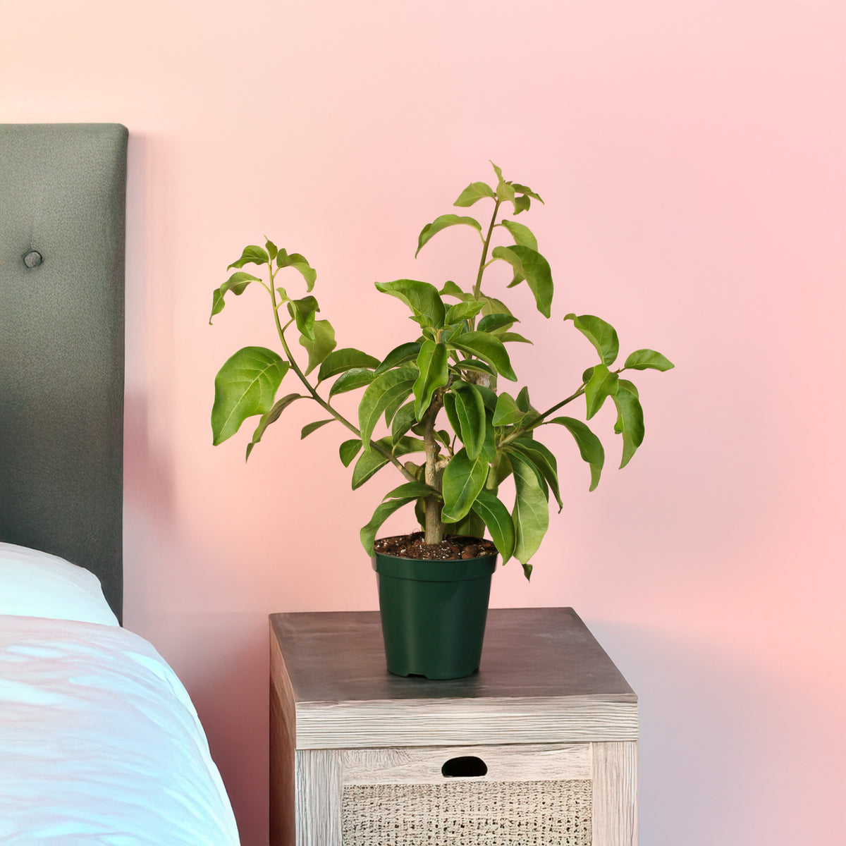 Juanulloa Mexicana Aurantiaca Gold Finger Plant on night stand