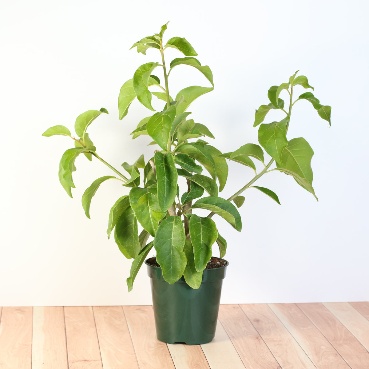 Juanulloa Mexicana ‘Aurantiaca’ Gold Finger Plant on wooden table
