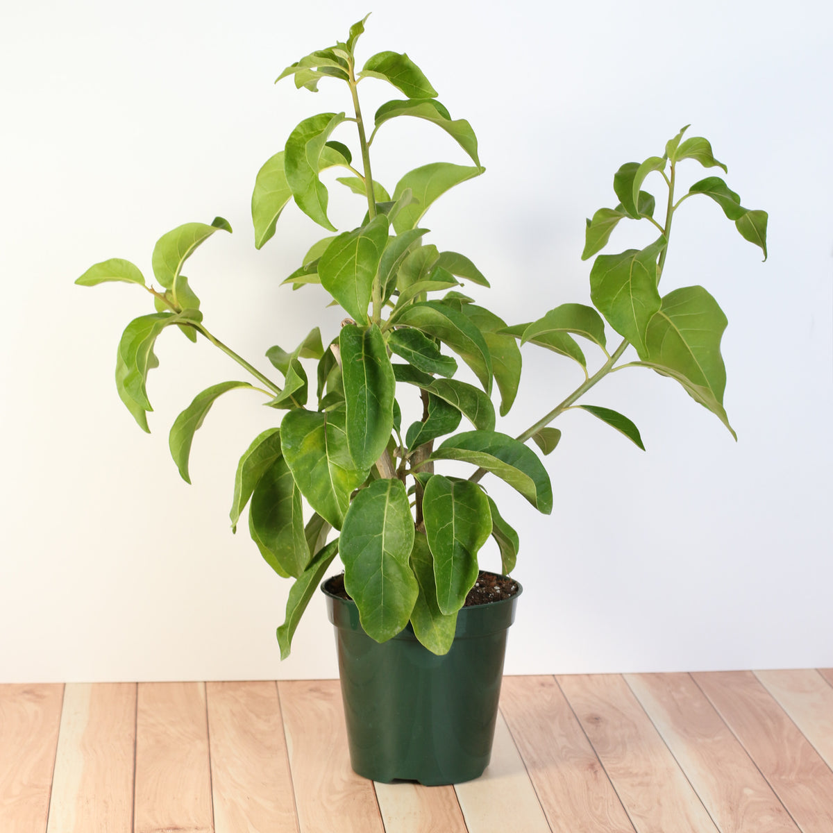 Juanulloa Mexicana ‘Aurantiaca’ Gold Finger Plant