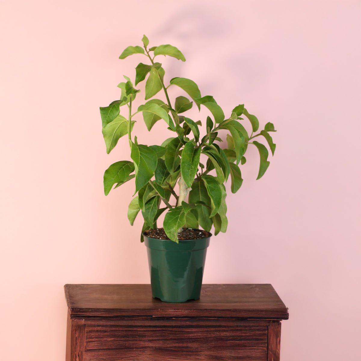 Juanulloa Mexicana ‘Aurantiaca’ Gold Finger Plant on stand