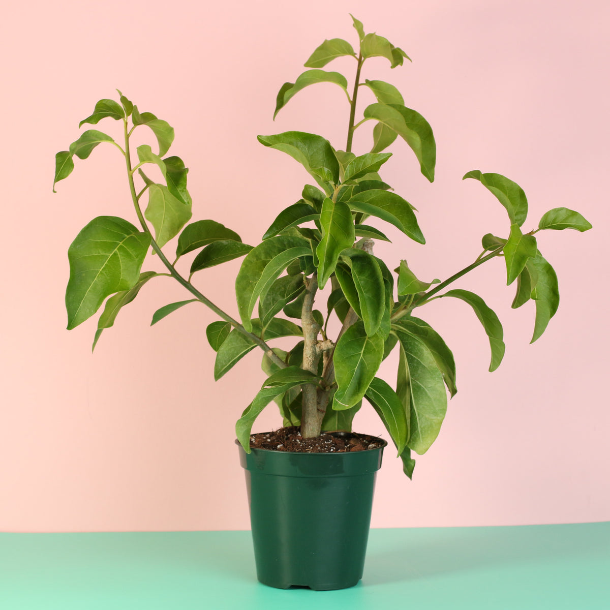 Juanulloa Mexicana ‘Aurantiaca’ Gold Finger Plant