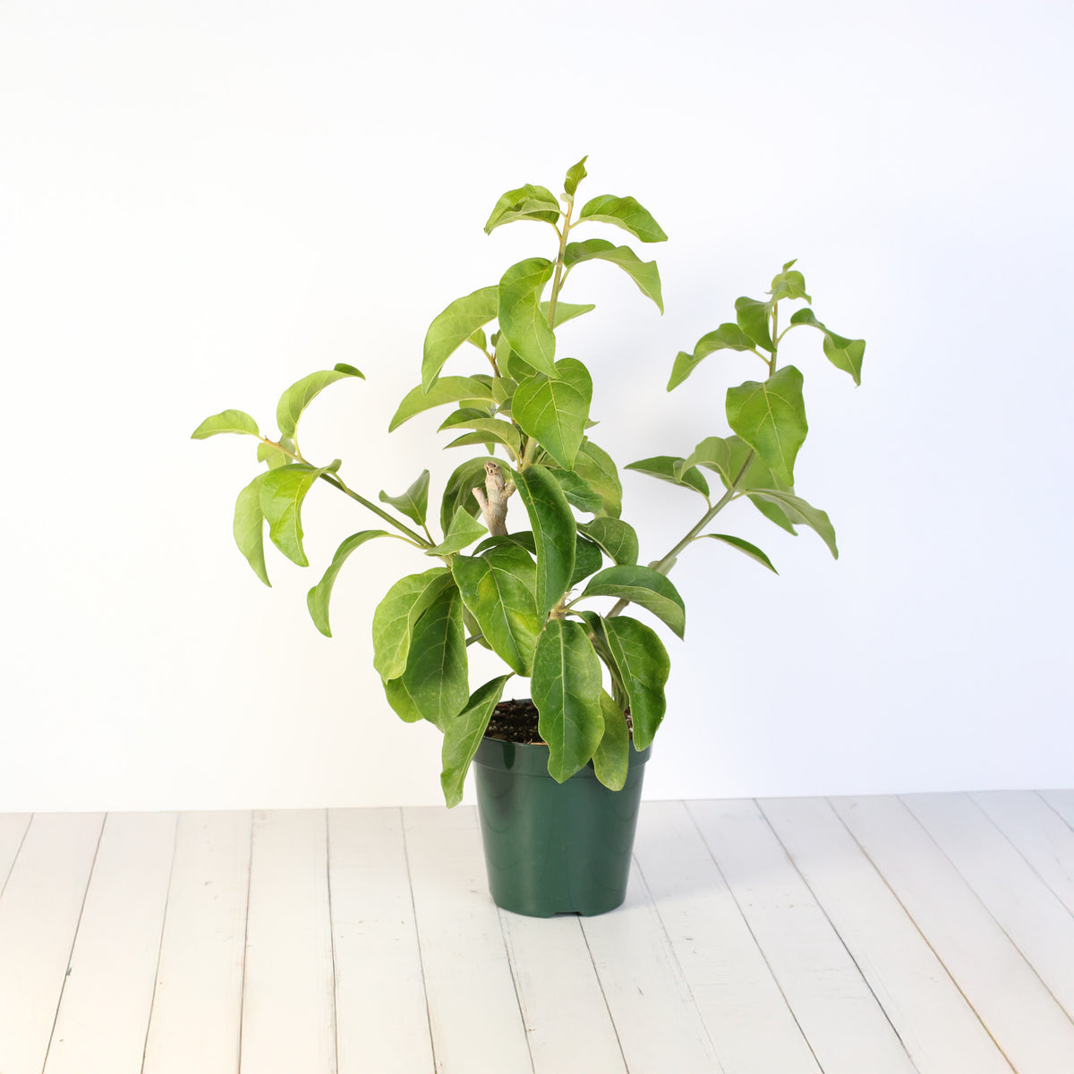 Juanulloa Mexicana ‘Aurantiaca’ Gold Finger Plant on table 