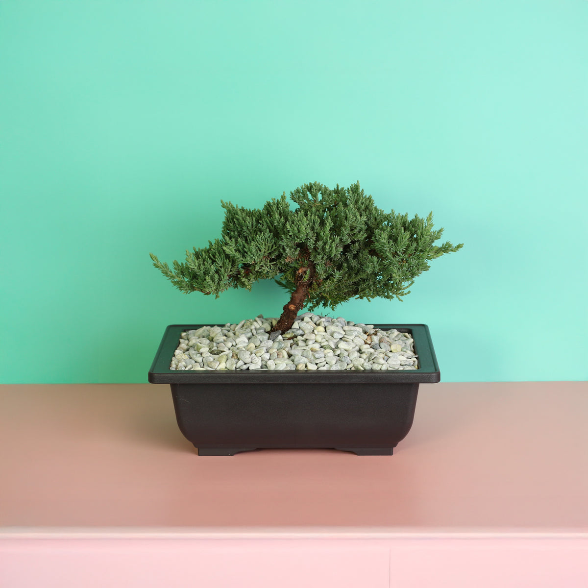 Japanese Juniper Bonsai Nana on shelf