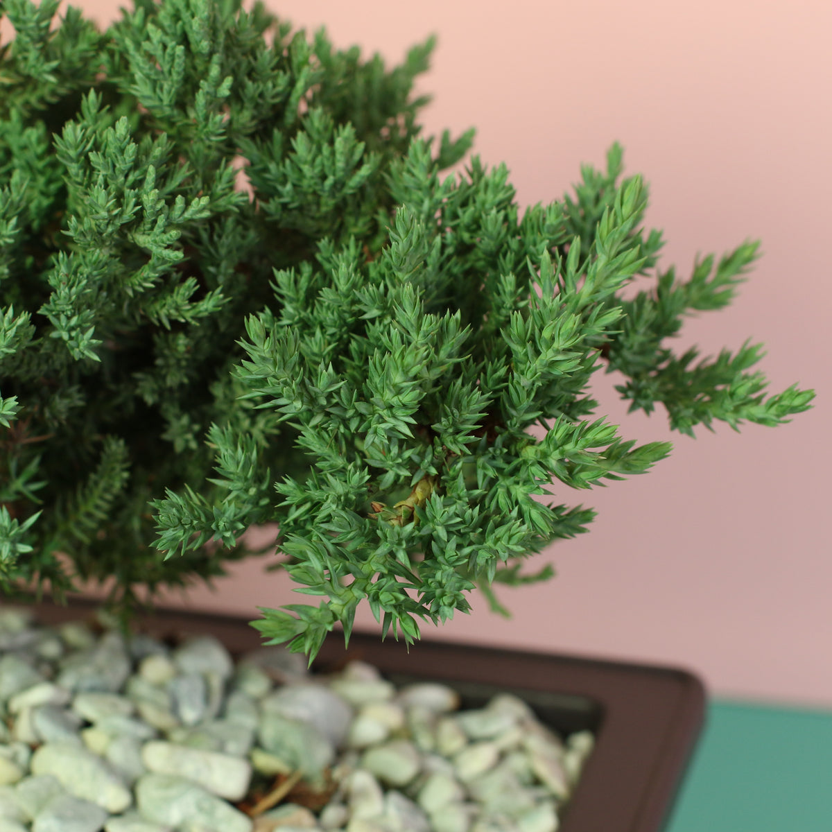 Japanese Juniper Bonsai Nana close up of leaves