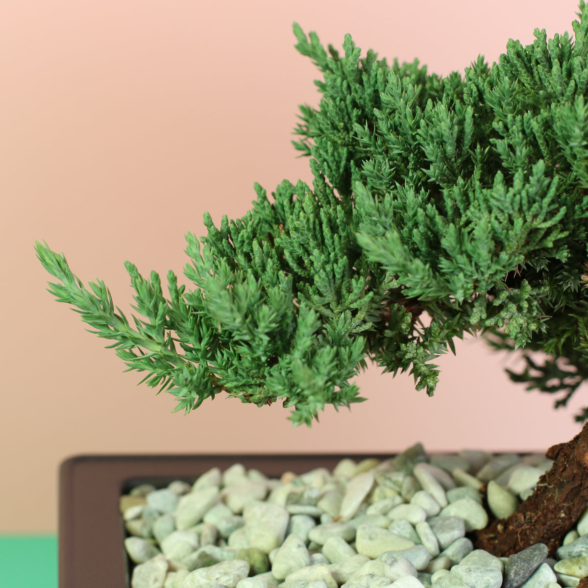 Japanese Juniper Bonsai Nana close up