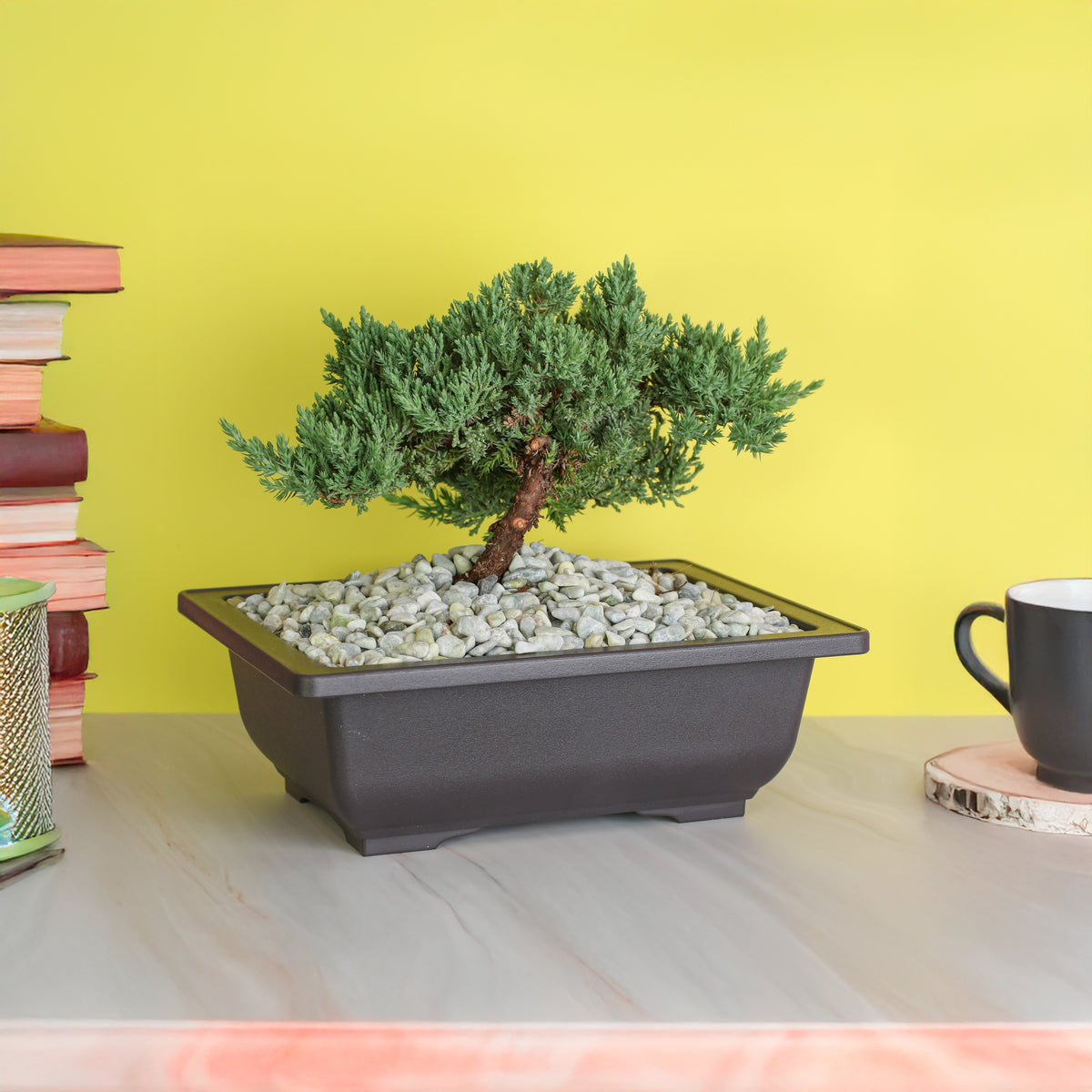 Juniper Bonsai on desk