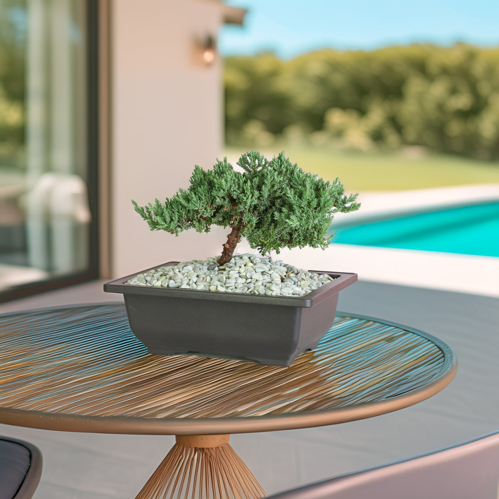 Juniper Bonsai Tree outside on patio table.