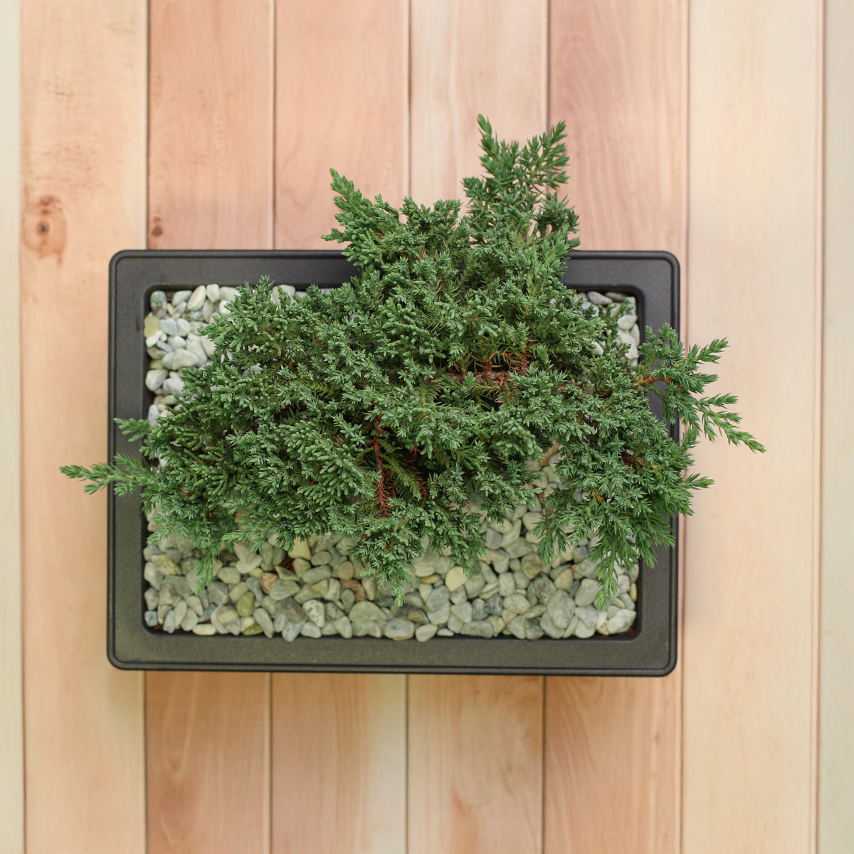 Top view of Juniper Bonsai Tree
