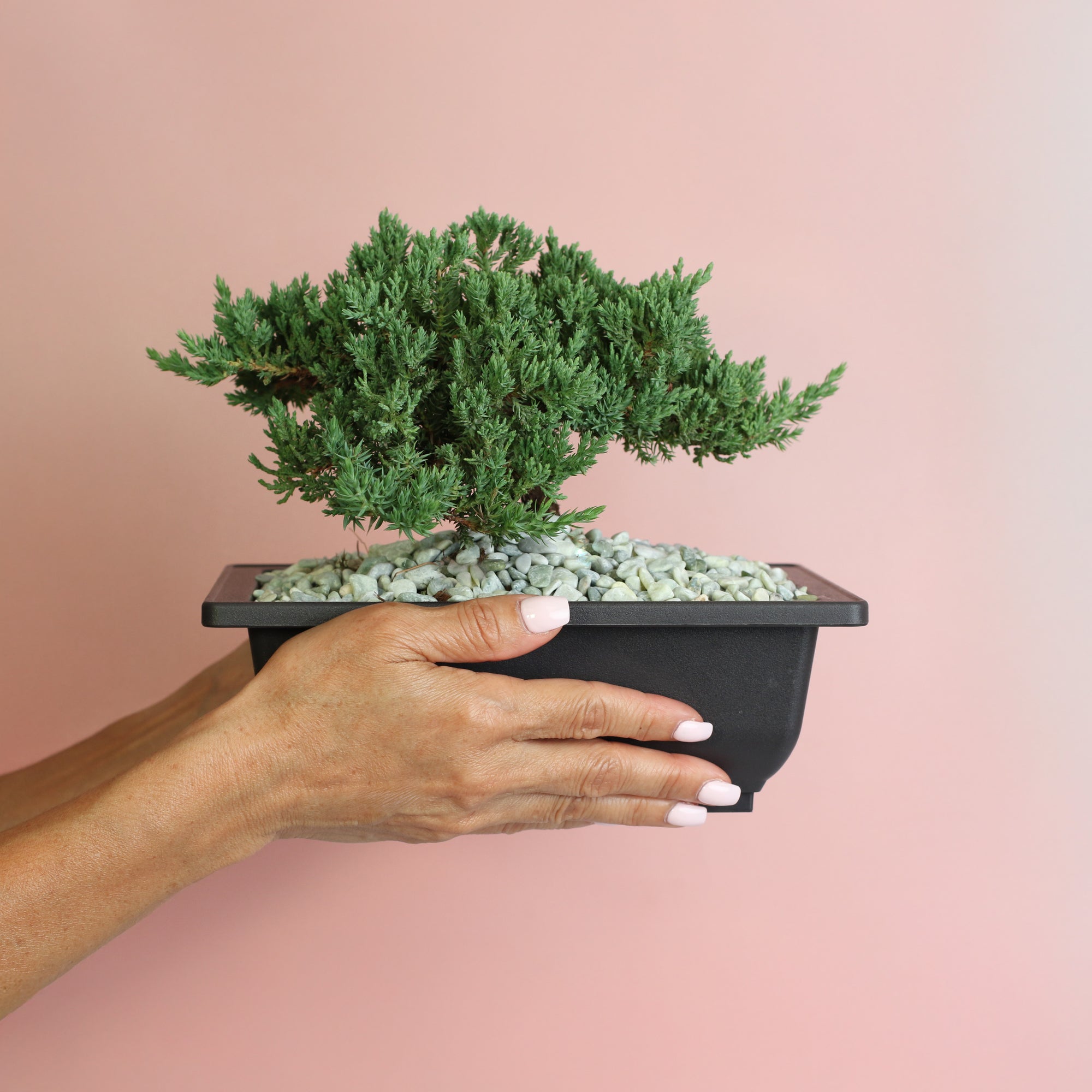 Caring for Your Hoya Plants | Successfully getting Blooming Hoyas