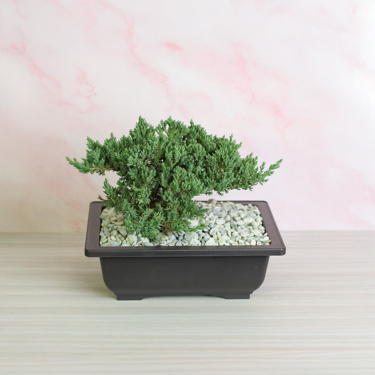 Japanese Juniper Bonsai Nana