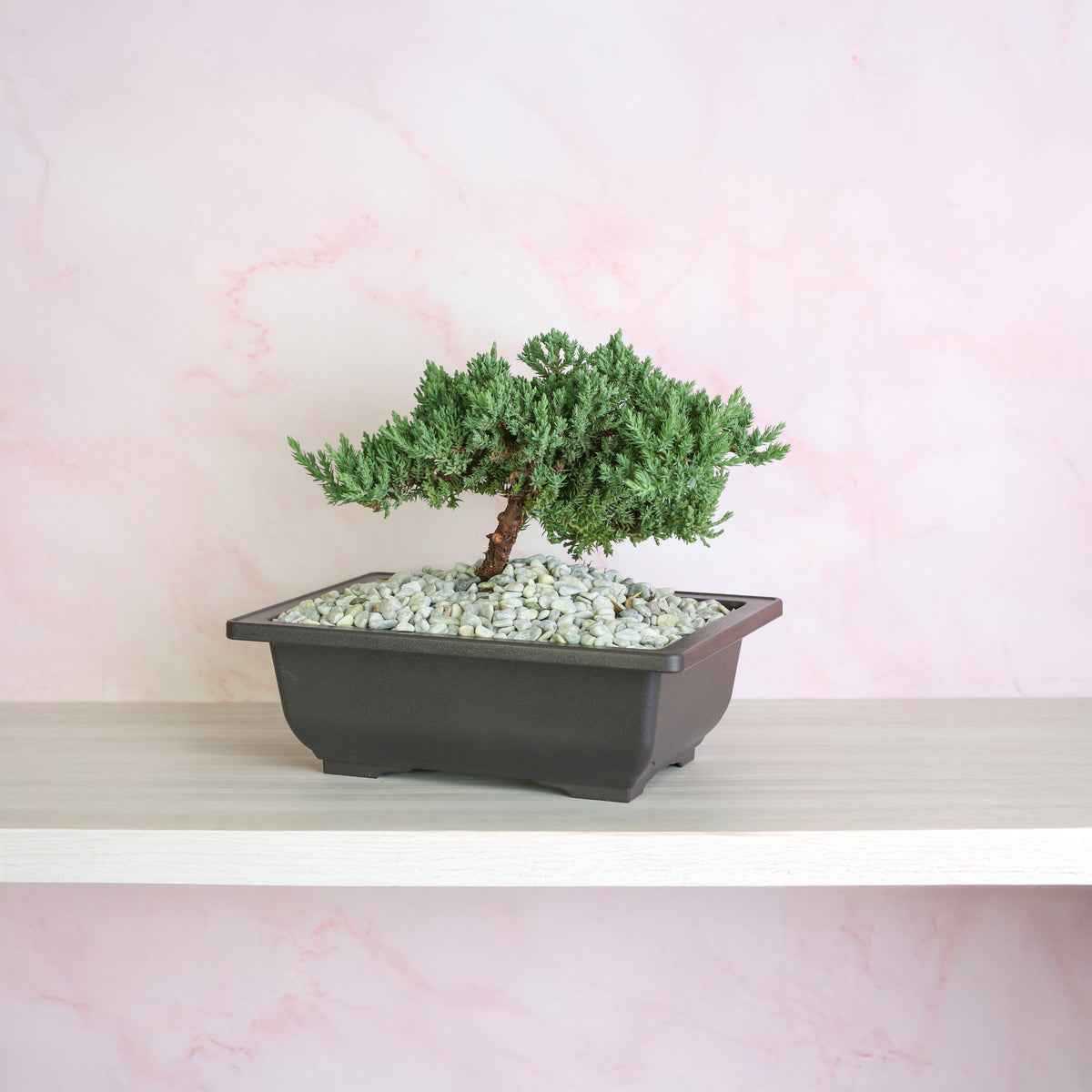 Japanese Juniper Bonsai Nana on self