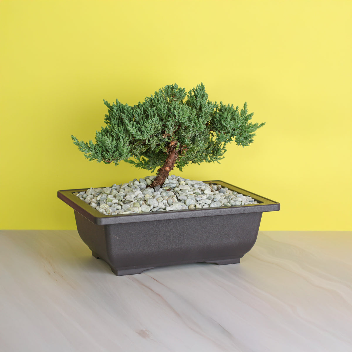 Japanese Juniper Bonsai Nana