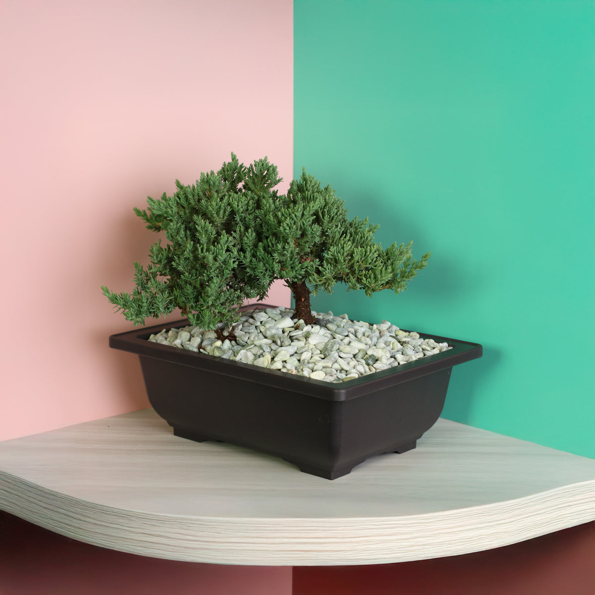 Japanese Juniper Bonsai Nana on shelf