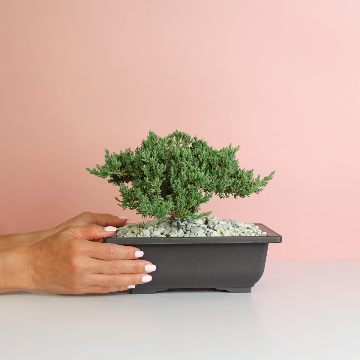 Japanese Juniper Bonsai Nana in hand