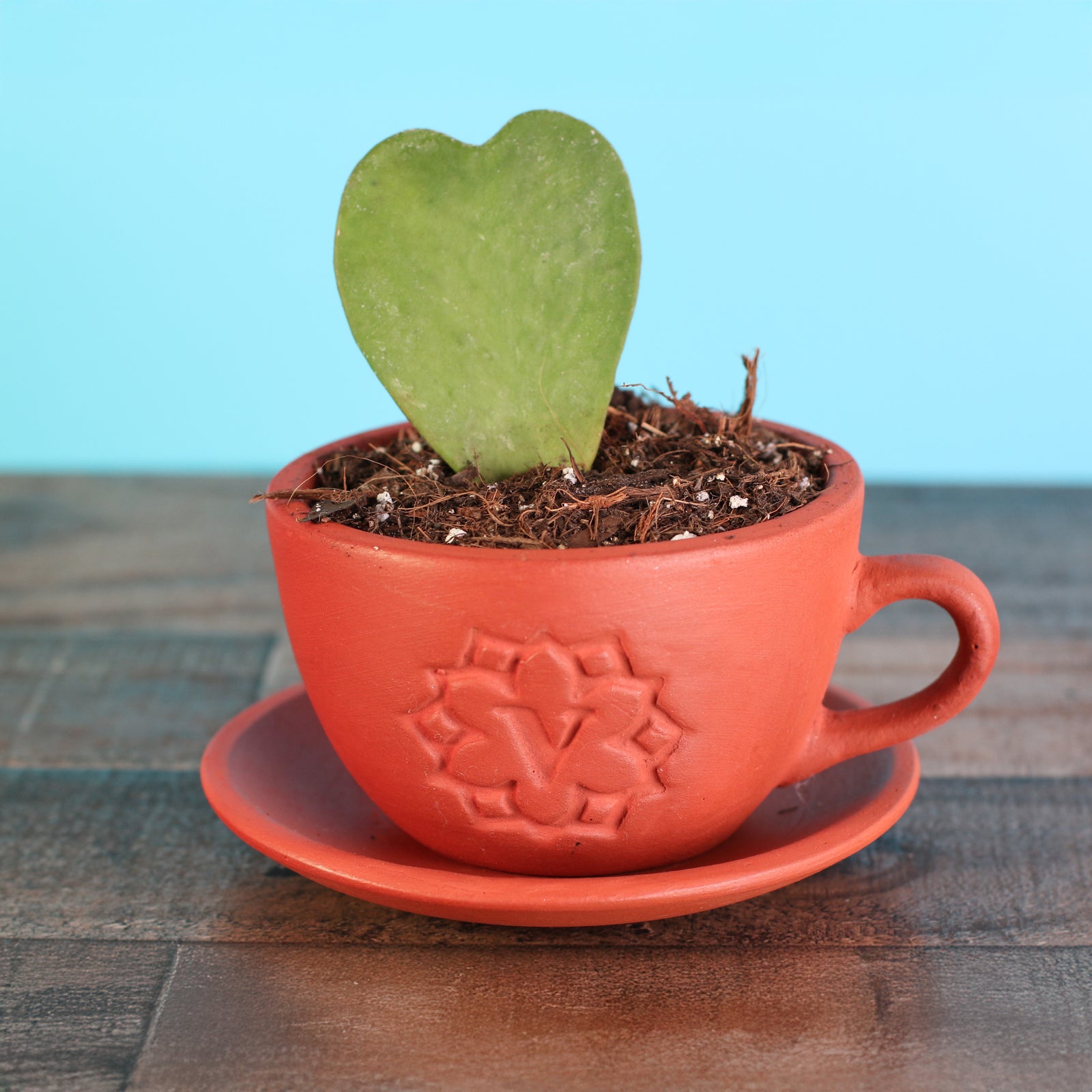 Green Kerrii Hoya Heart in 4" Lyfe Terracotta Tea Cup