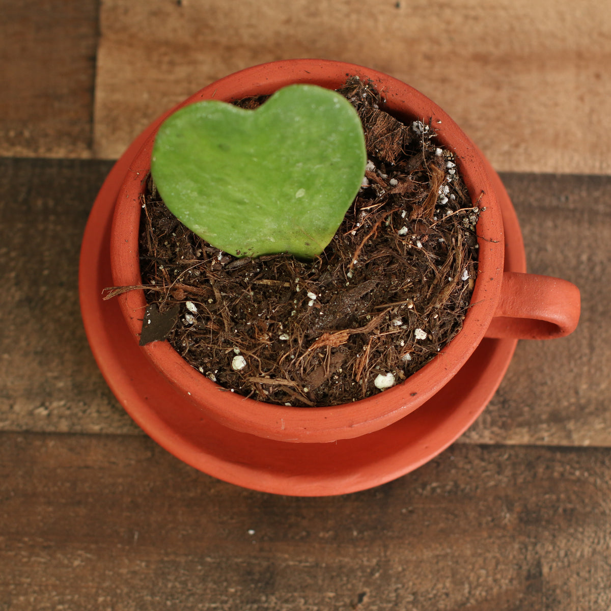 Top View of Green Hoya Kerrii Heart in 4" Lyfe Tea Cup Terracotta Planter. 